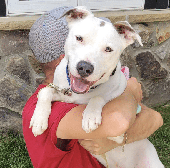 White bulldog mixed breed; 57 lb male for adoption at Middleburg Humane Foundation in. He's being held in someone's arms. Marshall, VA